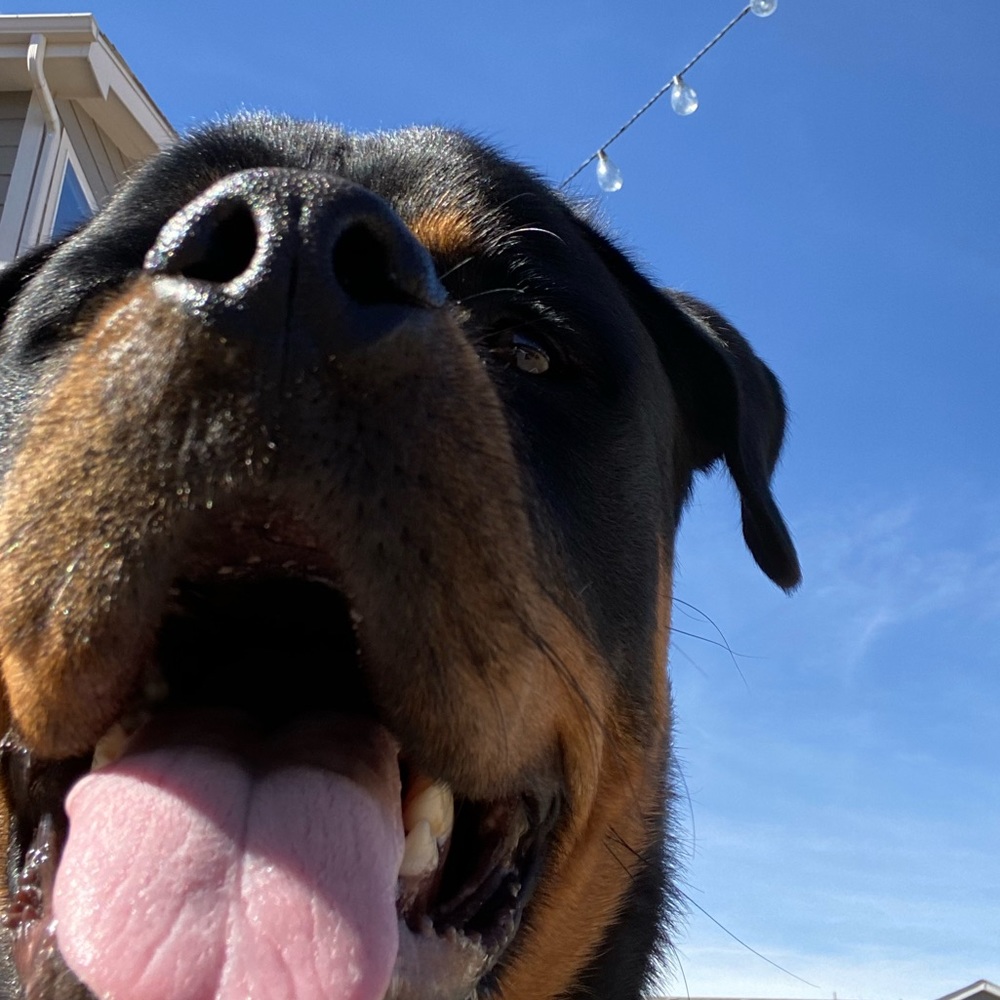 Meet your Posher, Lauren